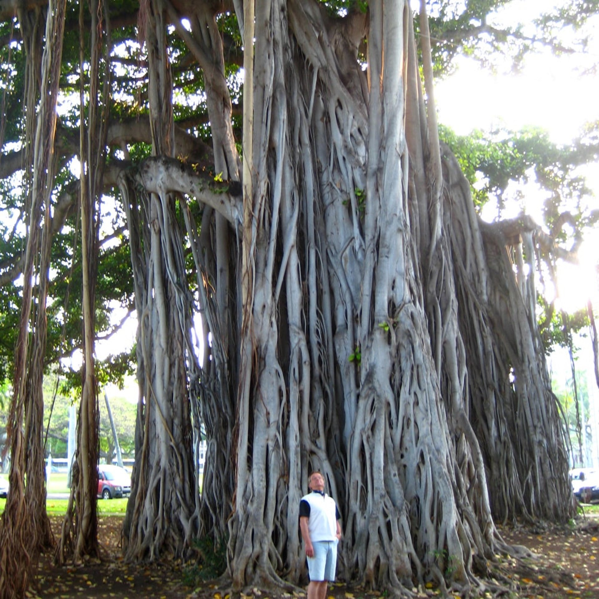 Tilo vor einem Banyanbaum (bengalische Feige)