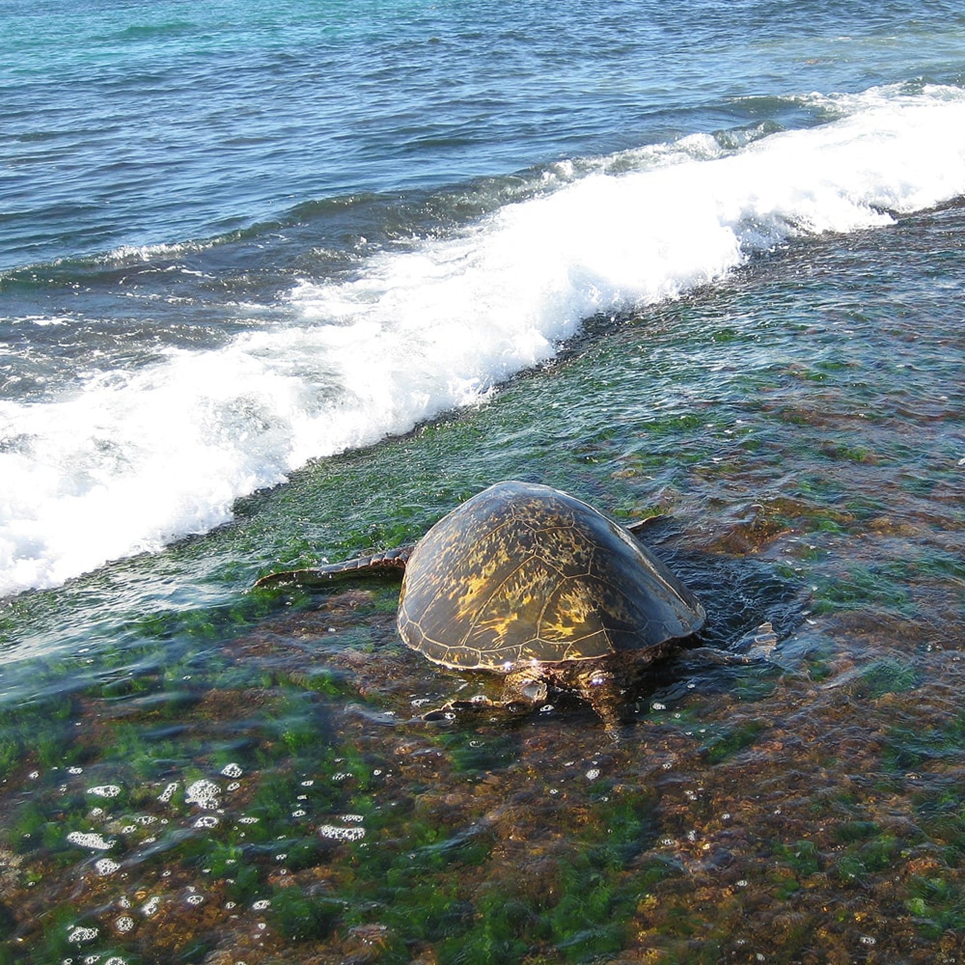 Turtles - Schildkröten auf Hawaii