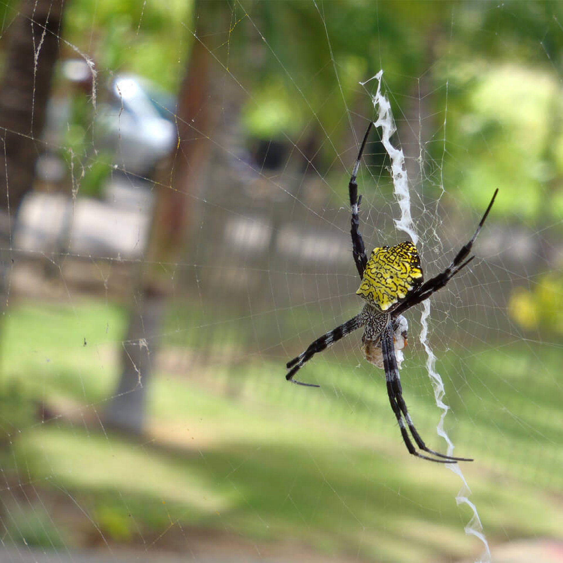 und natürlich gibt`s hier auch eine Thekla