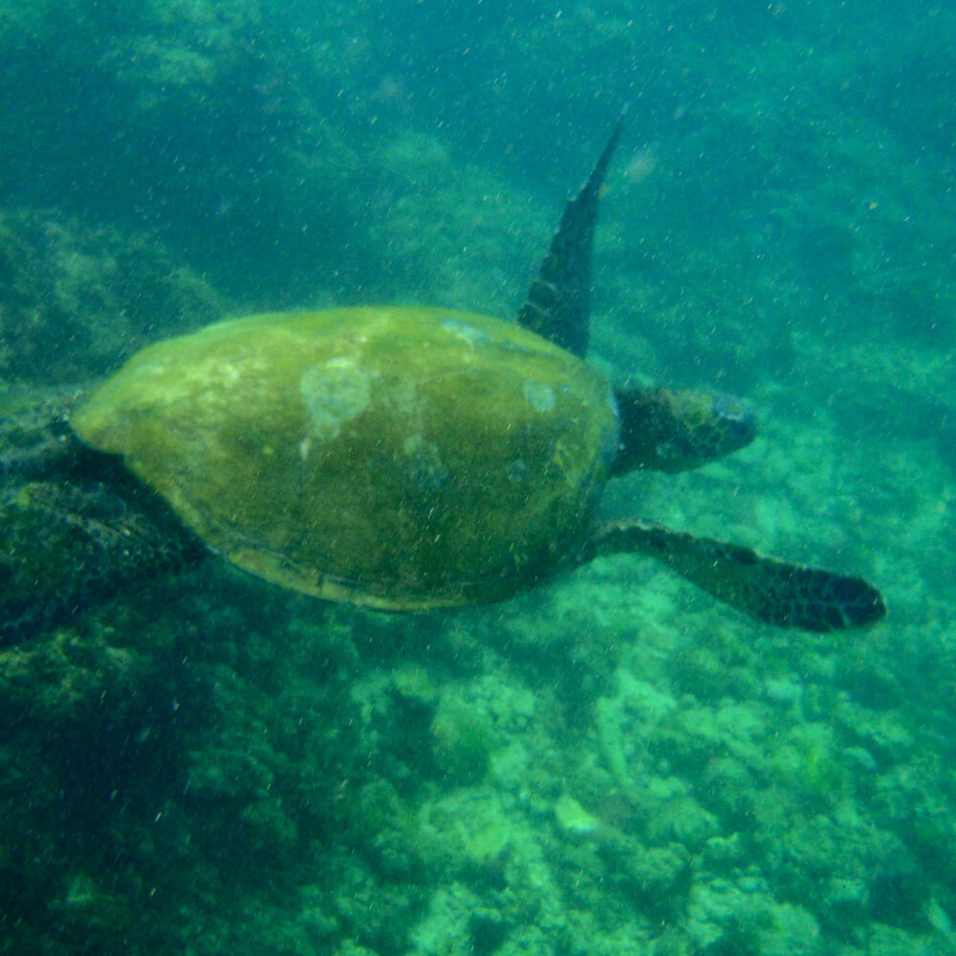 Schildkröten auf Hawaii