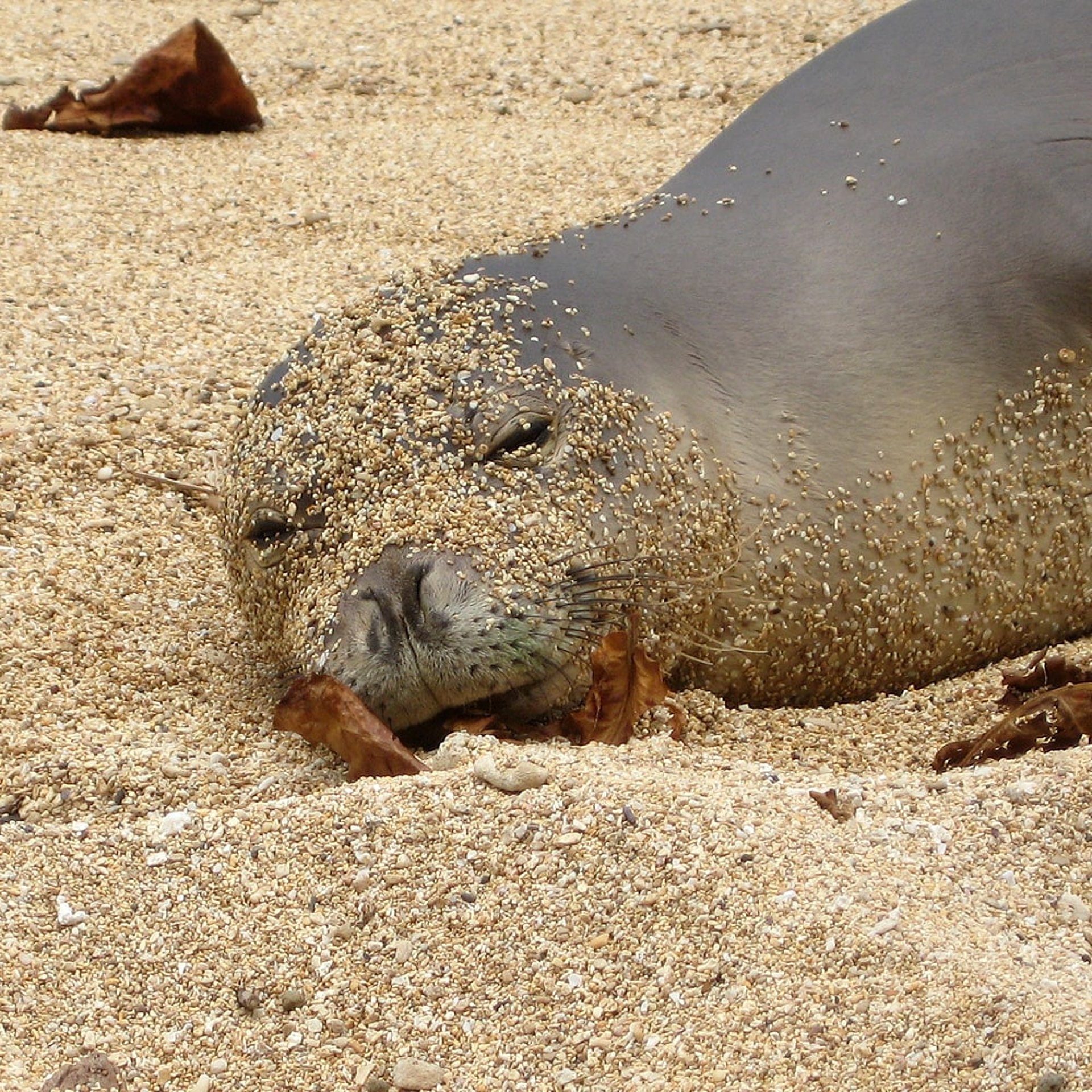 Unser Monk Seal zu Besuch