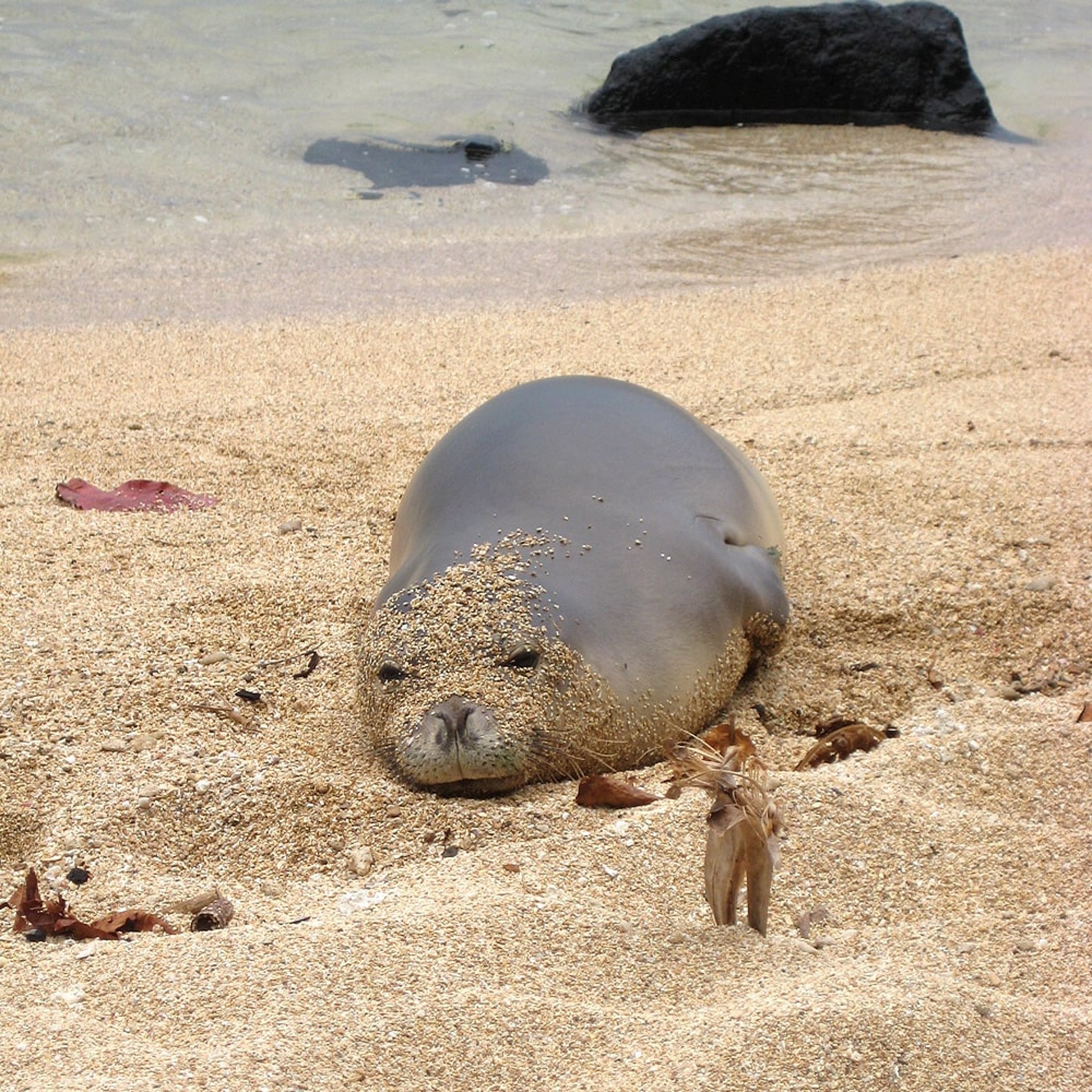 Unser Monk Seal zu Besuch