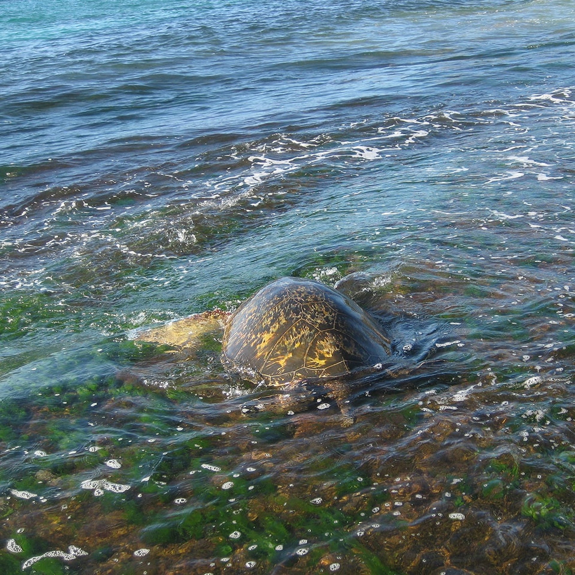 Turtles - Schildkröten auf Hawaii
