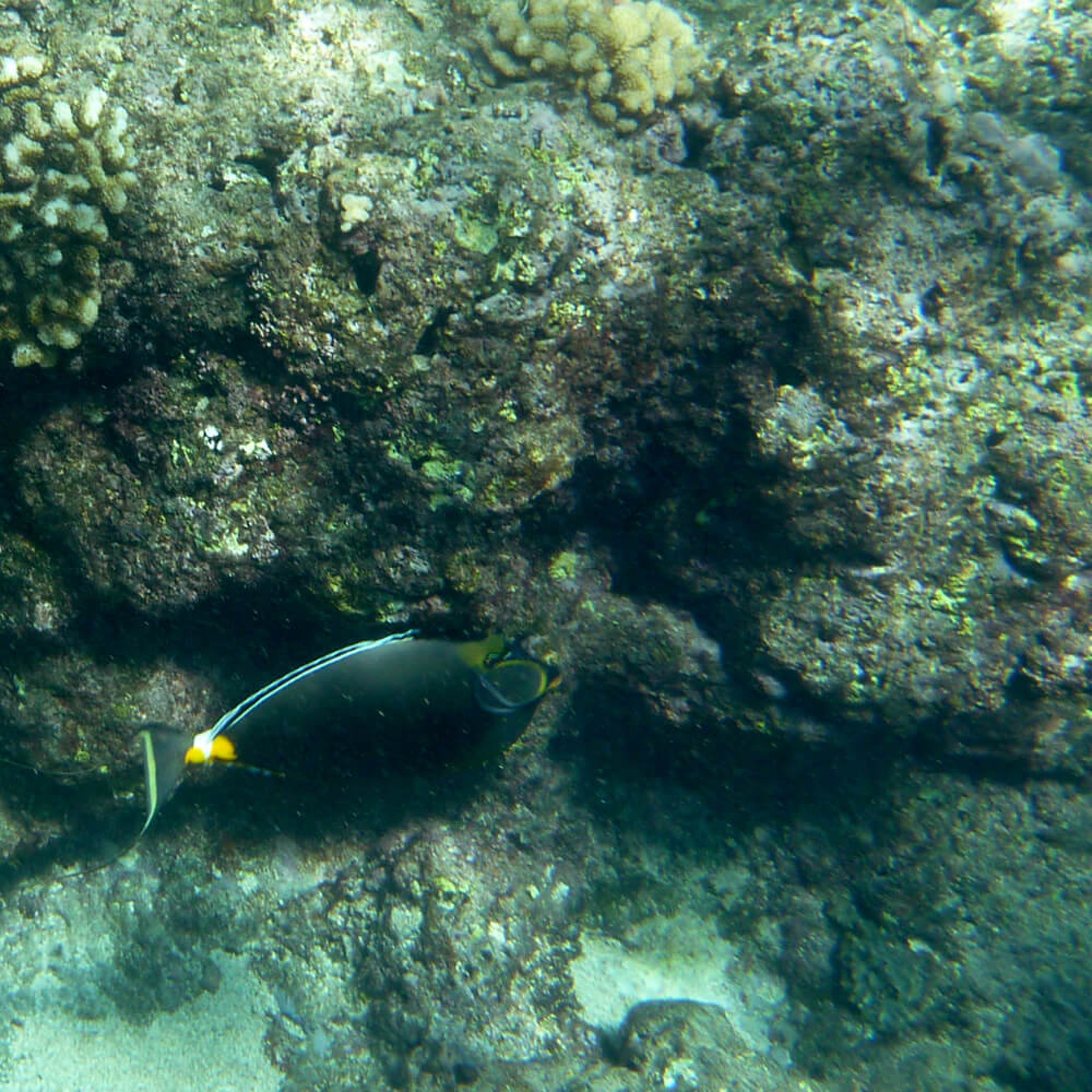 und hier noch die Ausbeute vom Schnorcheln...