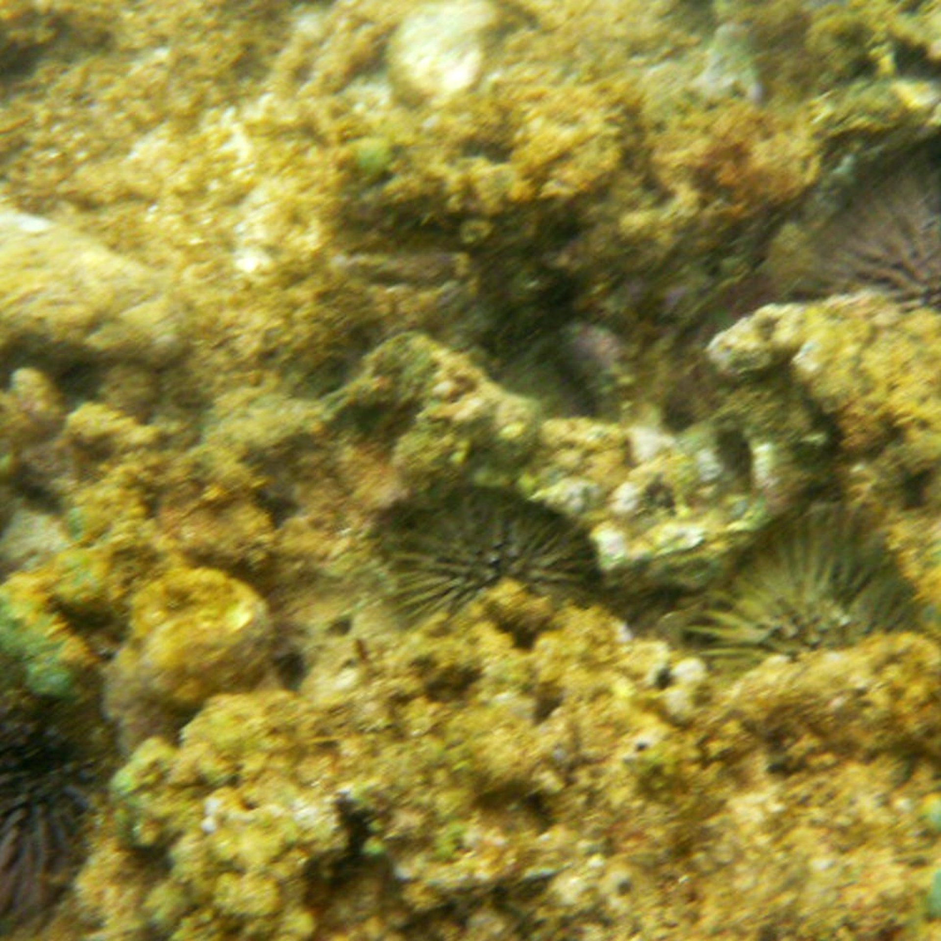 hier sind auf jeden Fall Strandschuhe angesagt