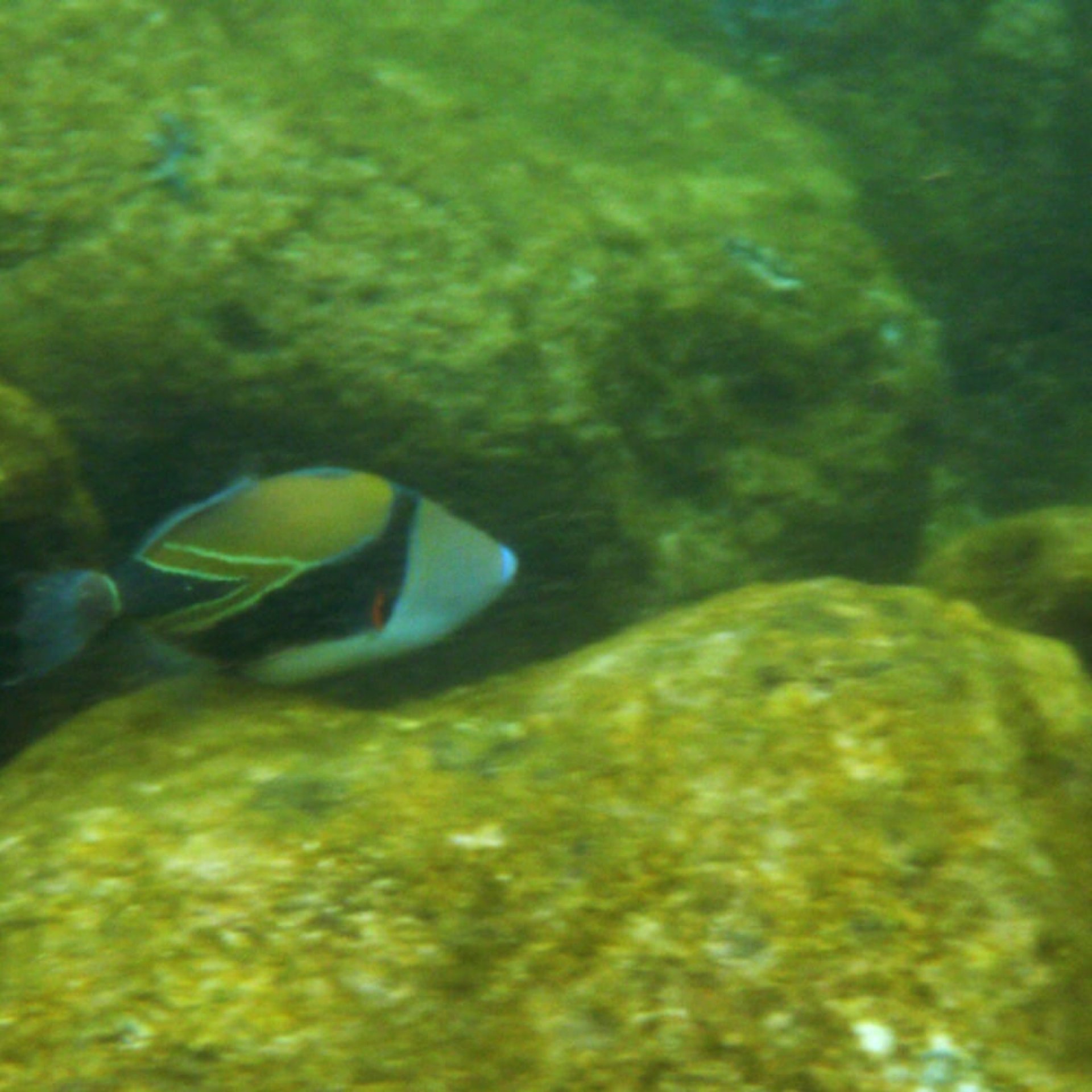 kleine Lesehilfe: HumuHumuNukuNukuApuAA