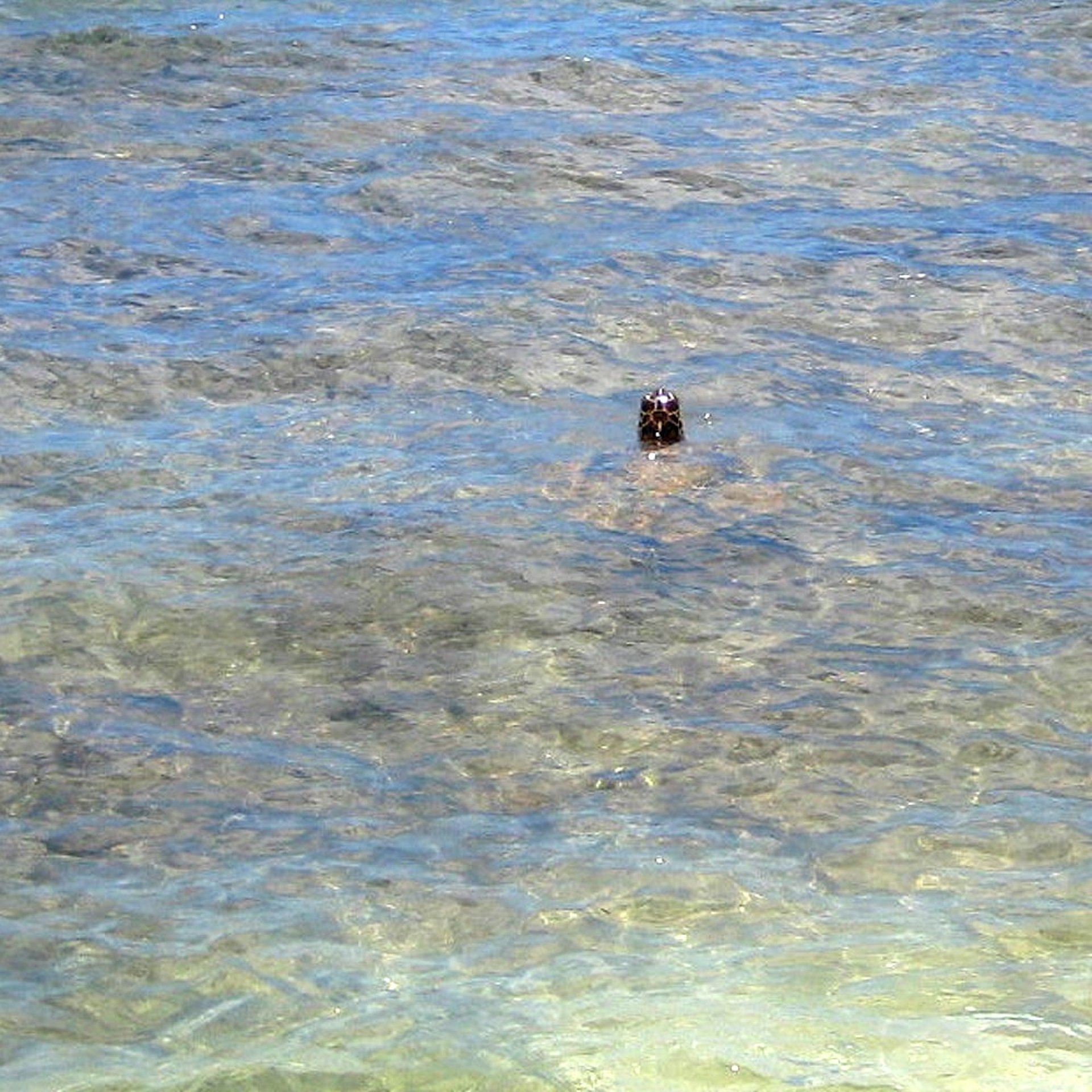 Und wir hatten Turtle Besuch