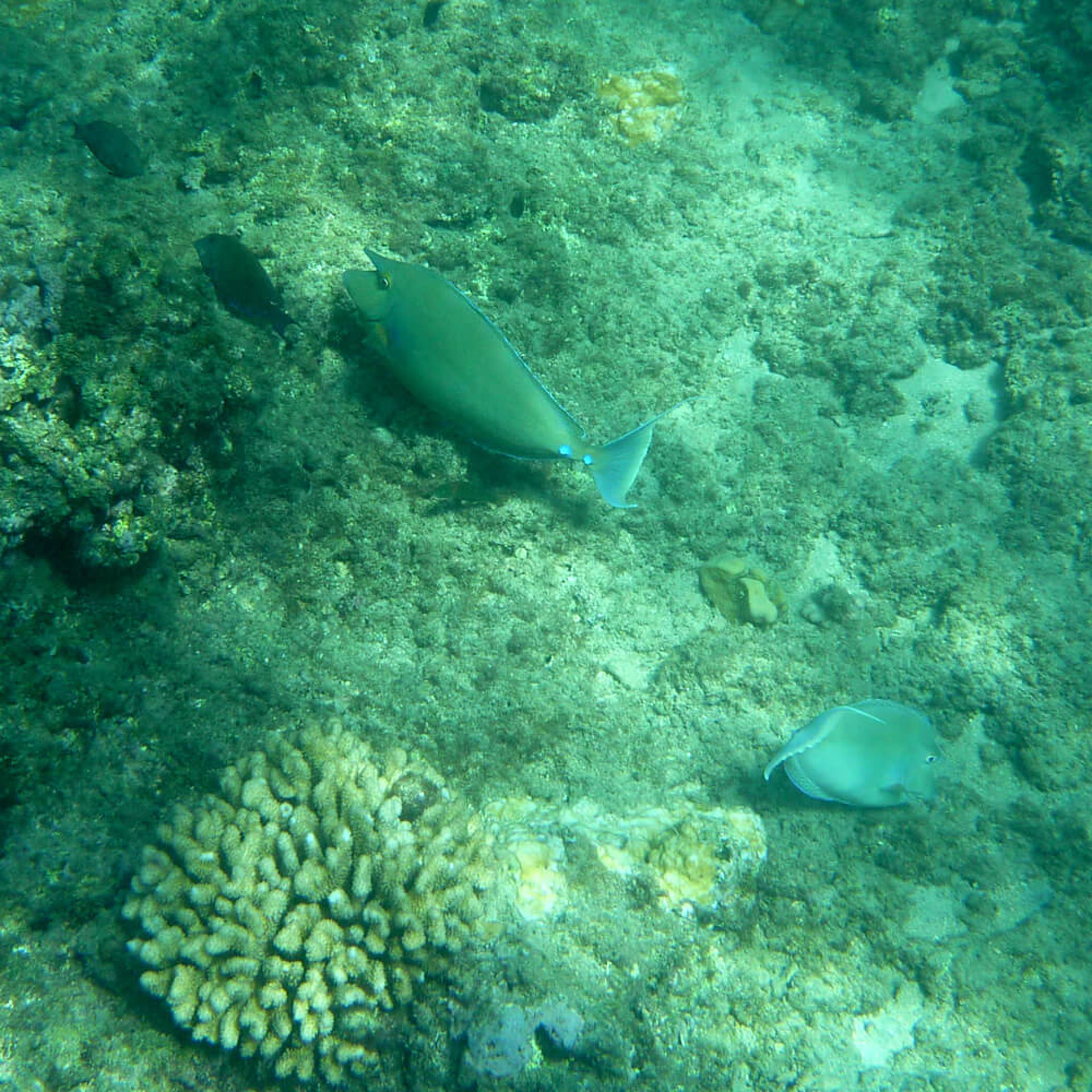 und hier noch die Ausbeute vom Schnorcheln...