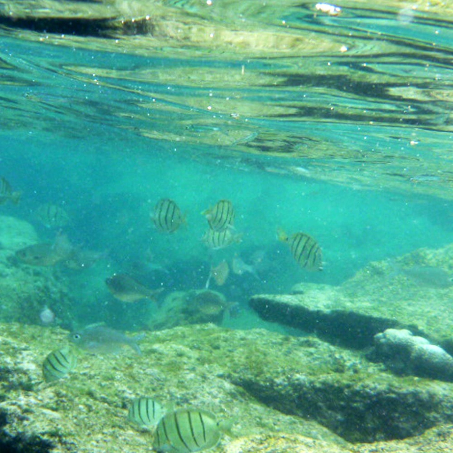 wie gesagt, im Moment traue ich mich an die großen Viecher noch nicht ganz nah ran