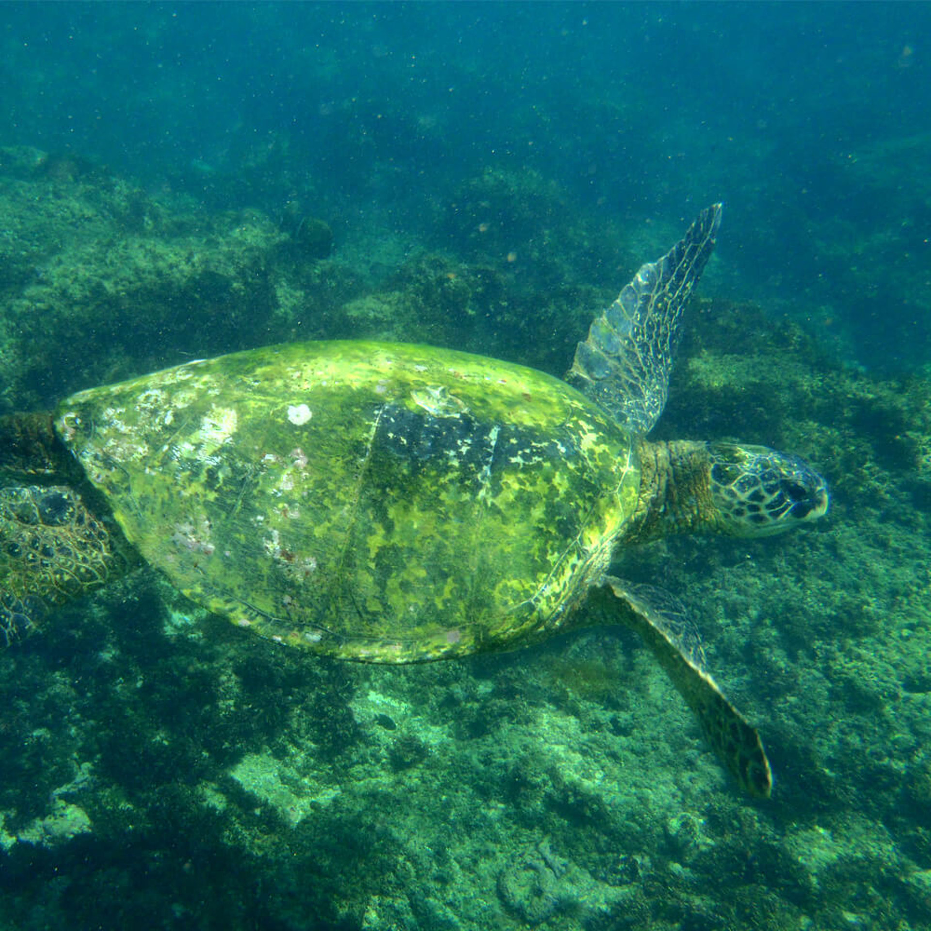 Schildkröten auf Hawaii