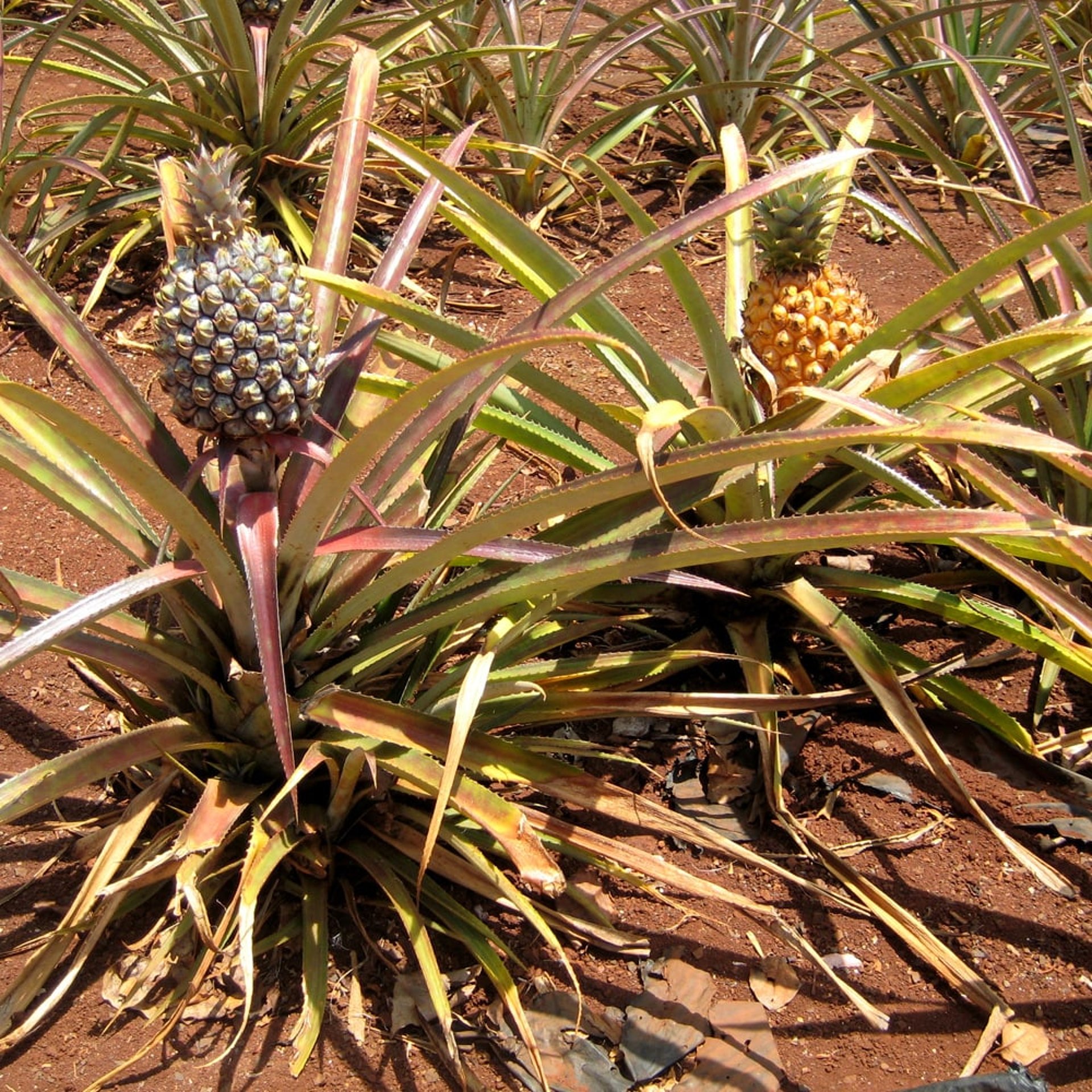 Und so wachsen Ananasse :-)