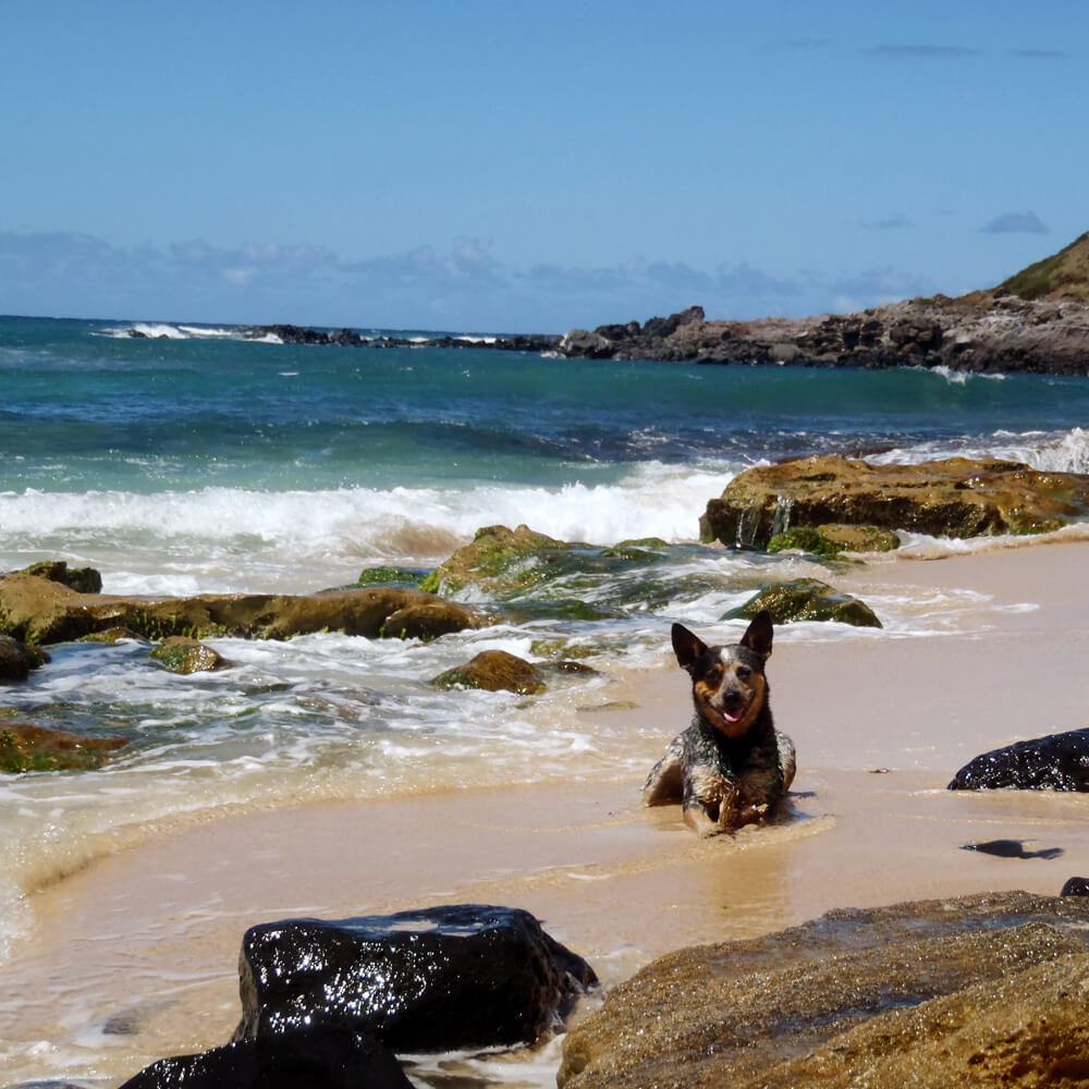 Der hatte auch ordentlich Spaß an der Beach